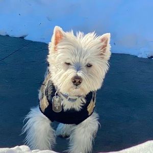 Meet your Posher, Shannon